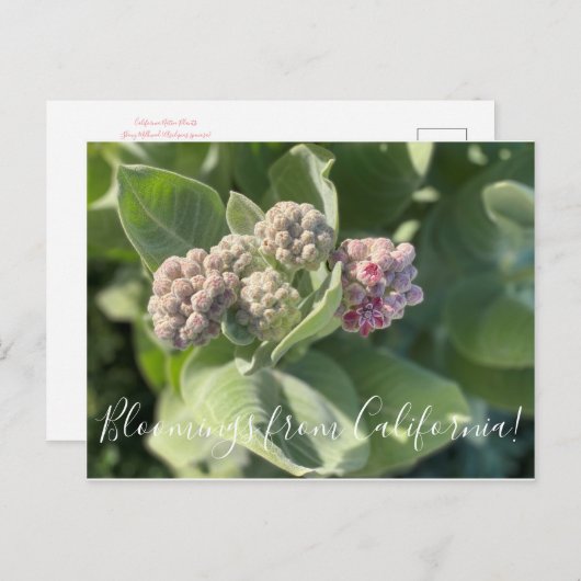 Bloomings uit Californië: Showy Milkweed Briefkaar Briefkaart (Voorkant / Achterkant)