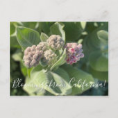 Bloomings uit Californië: Showy Milkweed Briefkaar Briefkaart (Voorkant)