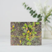Bloomings uit Californië: Silverweed Briefkaart (Staand voorkant)