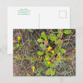 Bloomings uit Californië: Silverweed Briefkaart (Voorkant / Achterkant)
