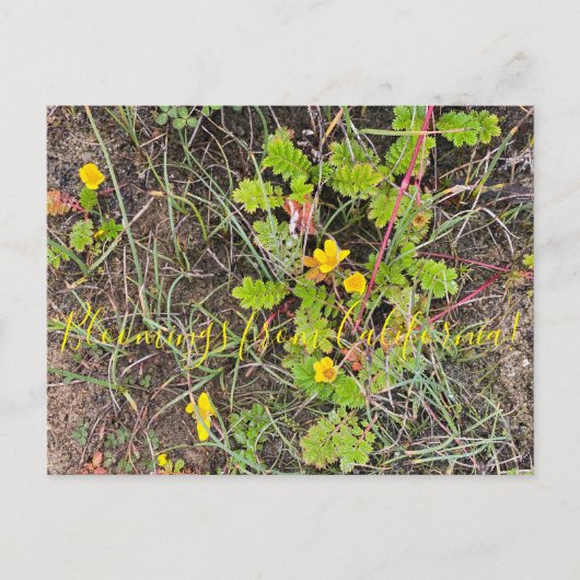 Bloomings uit Californië: Silverweed Briefkaart (Voorkant)