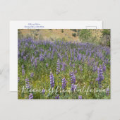 Bloomings uit Californië: Sky Lupines Briefkaart (Voorkant / Achterkant)