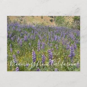 Bloomings uit Californië: Sky Lupines Briefkaart