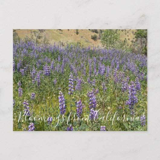 Bloomings uit Californië: Sky Lupines Briefkaart (Voorkant)