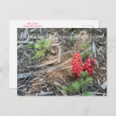 Bloomings uit Californië: SneeuwPlant Briefkaart (Voorkant / Achterkant)