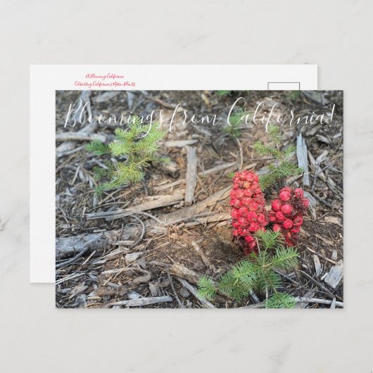 Bloomings uit Californië: SneeuwPlant Briefkaart (Voorkant / Achterkant)