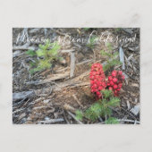 Bloomings uit Californië: SneeuwPlant Briefkaart (Voorkant)