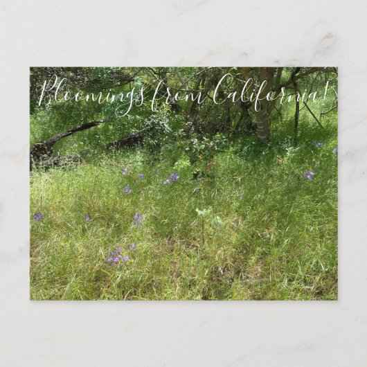 Bloomings uit Californië: Spear van Ithuriel Briefkaart (Voorkant)