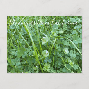 Bloomings uit Californië: Spring Beauty Briefkaart