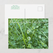 Bloomings uit Californië: Spring Beauty Briefkaart (Voorkant / Achterkant)