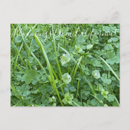 Bloomings uit Californië: Spring Beauty Briefkaart (Voorkant)