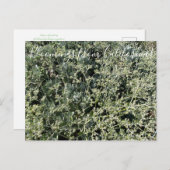 Bloomings uit Californië: St. Catherine's Lace Briefkaart (Voorkant / Achterkant)