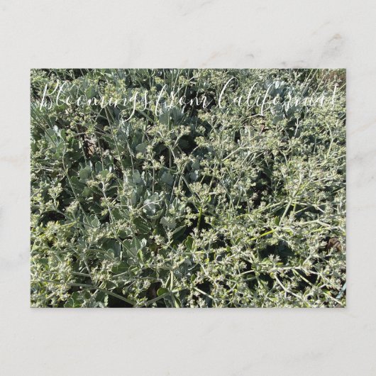 Bloomings uit Californië: St. Catherine's Lace Briefkaart (Voorkant)