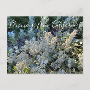 Bloomings uit Californië: St. Catherine's Lace Briefkaart