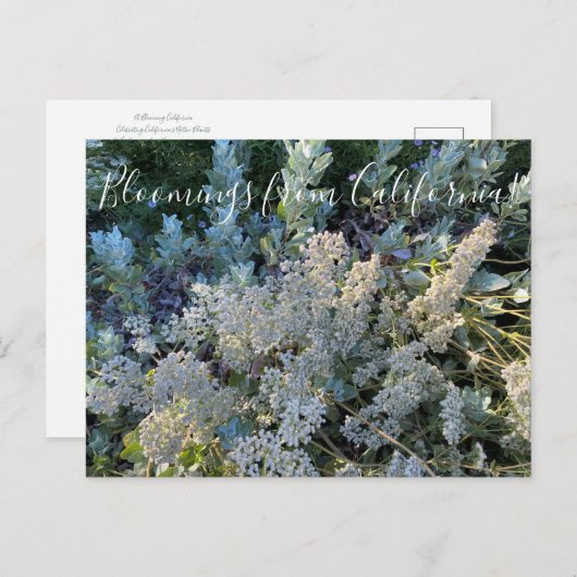 Bloomings uit Californië: St. Catherine's Lace Briefkaart (Voorkant / Achterkant)