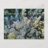 Bloomings uit Californië: St. Catherine's Lace Briefkaart (Voorkant)