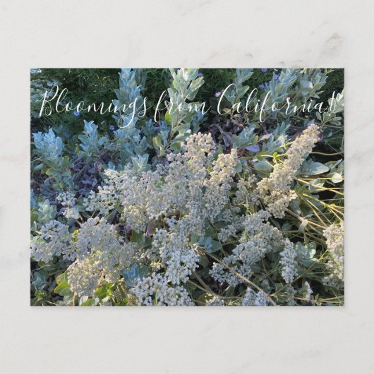 Bloomings uit Californië: St. Catherine's Lace Briefkaart (Voorkant)