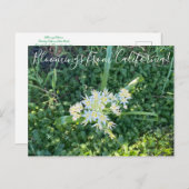 Bloomings uit Californië: Star Lily Briefkaart (Voorkant / Achterkant)