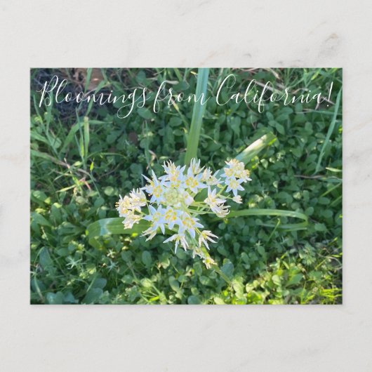Bloomings uit Californië: Star Lily Briefkaart (Voorkant)