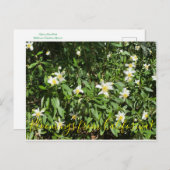 Bloomings uit Californië: Struik Anemone Briefkaart (Voorkant / Achterkant)