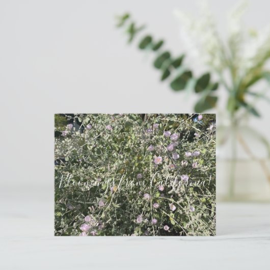 Bloomings uit Californië: Struik Mallow Briefkaart (Staand voorkant)