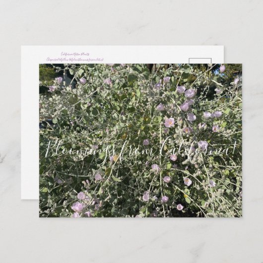 Bloomings uit Californië: Struik Mallow Briefkaart (Voorkant / Achterkant)