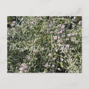 Bloomings uit Californië: Struik Mallow Briefkaart