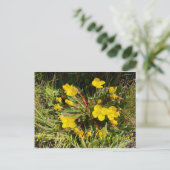 Bloomings uit Californië: Sun Cups Briefkaart (Staand voorkant)