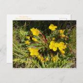 Bloomings uit Californië: Sun Cups Briefkaart (Voorkant / Achterkant)