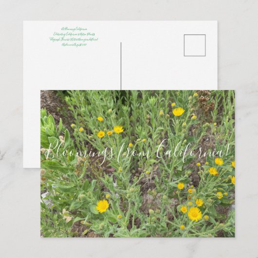 Bloomings uit Californië: Telegraph Flowers Postc Briefkaart (Voorkant / Achterkant)