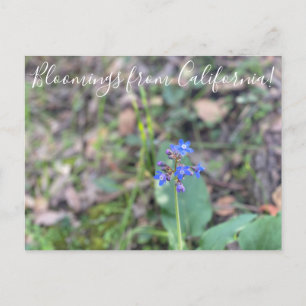 Bloomings uit Californië: Tongue van Pacifische ho Briefkaart