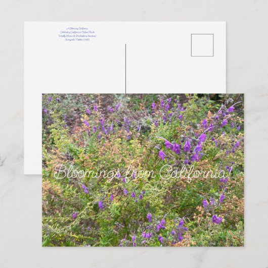 Bloomings uit Californië: Trichostema lanatum Briefkaart (Voorkant / Achterkant)