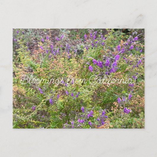 Bloomings uit Californië: Trichostema lanatum Briefkaart (Voorkant)