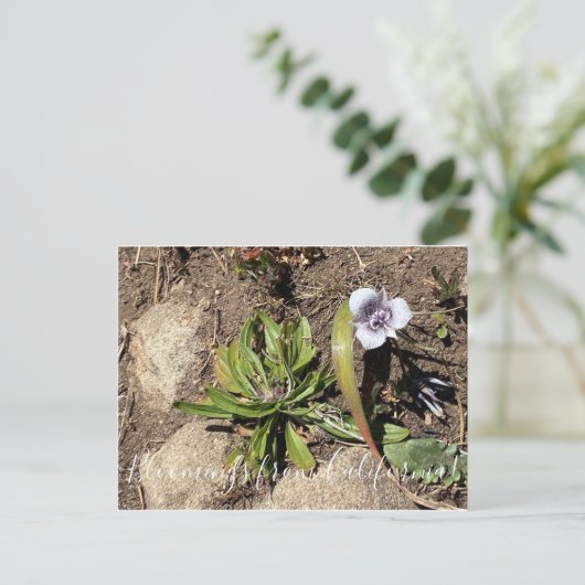 Bloomings uit Californië: Tulp van de ster van Tol Briefkaart (Staand voorkant)