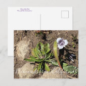 Bloomings uit Californië: Tulp van de ster van Tol Briefkaart (Voorkant / Achterkant)