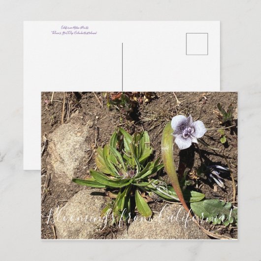 Bloomings uit Californië: Tulp van de ster van Tol Briefkaart (Voorkant / Achterkant)