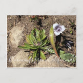 Bloomings uit Californië: Tulp van de ster van Tol Briefkaart (Voorkant)