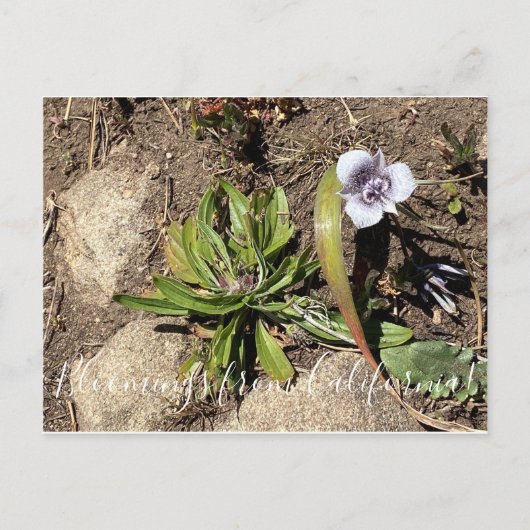 Bloomings uit Californië: Tulp van de ster van Tol Briefkaart (Voorkant)