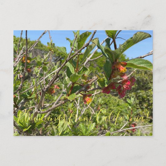 Bloomings uit Californië: Twinberry Honeysuckle Briefkaart (Voorkant)