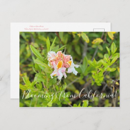 Bloomings uit Californië: Westerne Azalea Briefkaart (Voorkant / Achterkant)