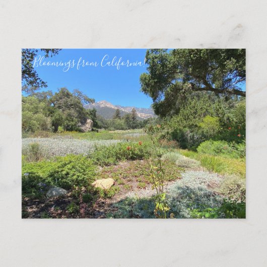 Bloomings uit Californië: Westerne Columbine Briefkaart (Voorkant)