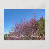 Bloomings uit Californië: Westerne Redbud Briefkaart (Voorkant)
