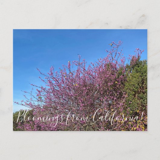 Bloomings uit Californië: Westerne Redbud Briefkaart (Voorkant)