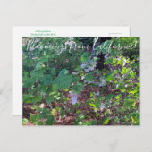 Bloomings uit Californië: White Flowering Currant Briefkaart (Voorkant / Achterkant)