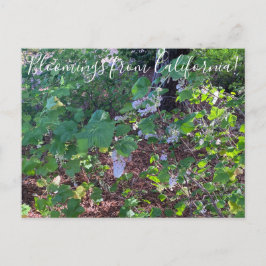 Bloomings uit Californië: White Flowering Currant Briefkaart
