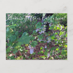 Bloomings uit Californië: White Flowering Currant Briefkaart