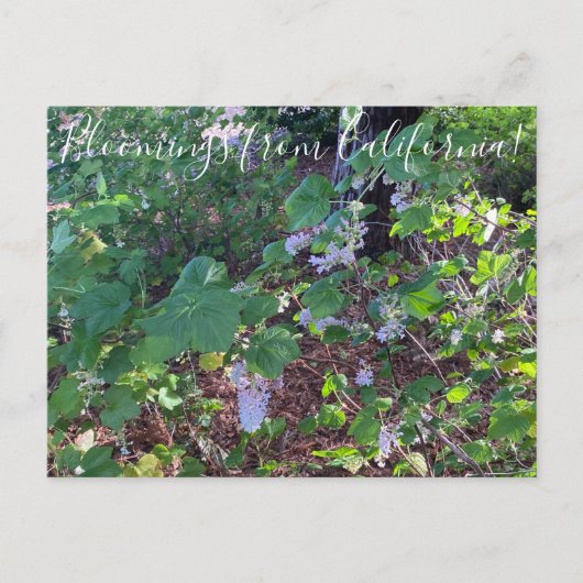 Bloomings uit Californië: White Flowering Currant Briefkaart (Voorkant)