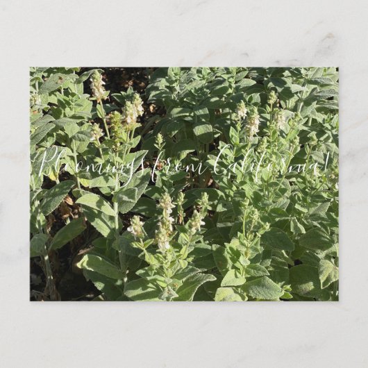 Bloomings uit Californië: White Hedge Nettle Briefkaart (Voorkant)