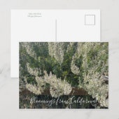Bloomings uit Californië: White Sage Briefkaart (Voorkant / Achterkant)