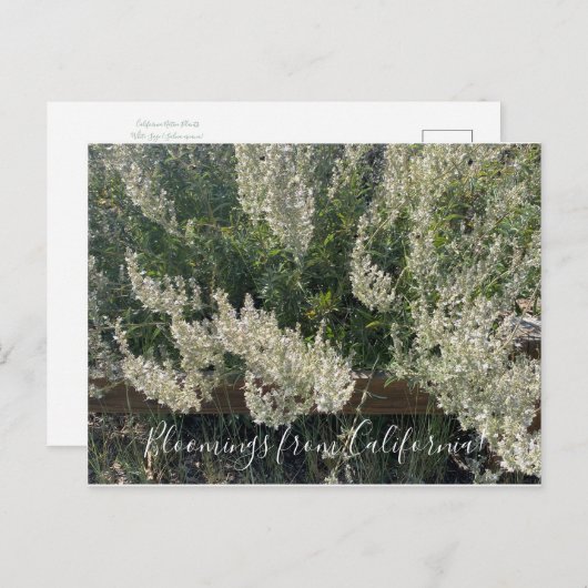Bloomings uit Californië: White Sage Briefkaart (Voorkant / Achterkant)